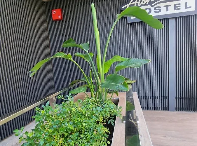 Aloha Surf אכסניה *